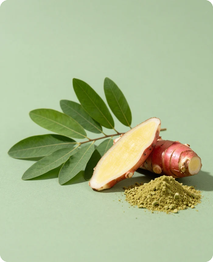 Contoh bahan Daun Kelor + Jahe Merah; foto stok dan blok warna